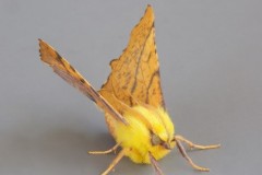 Ennomos alniaria - Canary-shouldered Thorn, Woodside Nurseries, Austerfield.