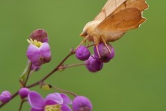 Ennomos erosaria - September Thorn, Woodside Nurseries, Austerfield.
