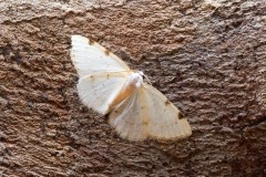 Lomographa bimaculata - White-pinion Spotted, Woodside Nurseries, Austerfield.