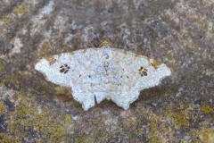 Macaria notata - Peacock Moth, Woodside Nurseries, Austerfield.