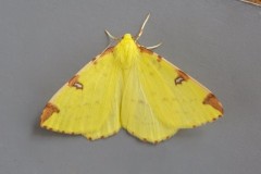 Opisthograptis luteolata - Brimstone Moth, Woodside Nurseries, Austerfield.