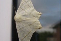 Ourpteryx sambucaria - Swallow-tailed Moth, Cusworth Lane, Doncaster