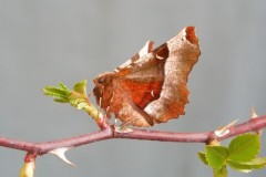 Selenia tetralunaria - Purple Thorn, Woodside Nurseries, Austerfield.