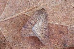 There primaria - Early Moth, Woodside Nurseries, Austerfield.