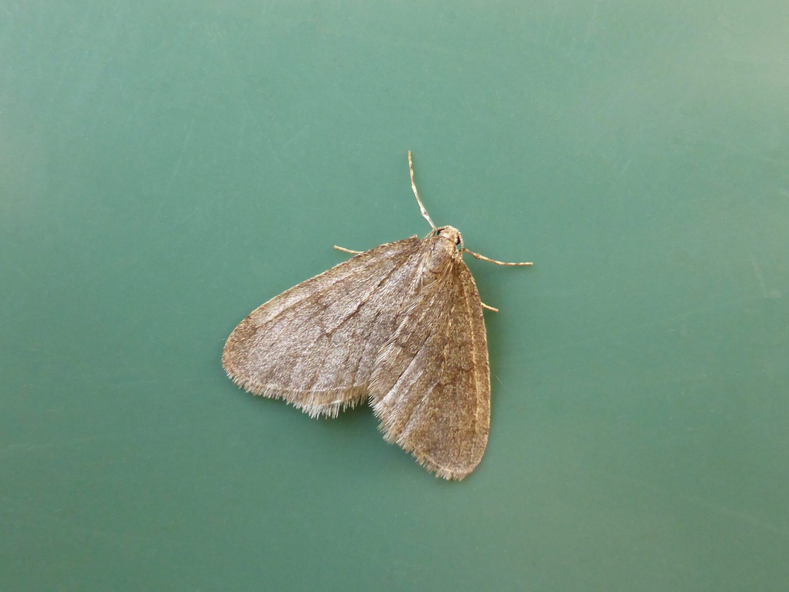 Operophtera brumata - Winter Moth, Kirk Smeaton.