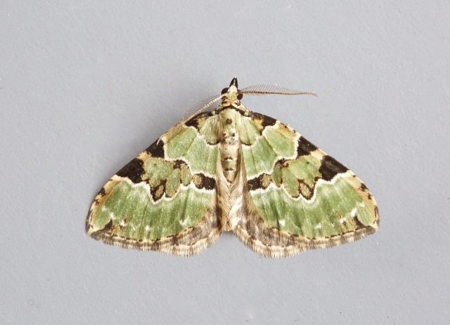 Colostygia pectinataria - Green Carpet, Woodside Nurseries, Austerfield.