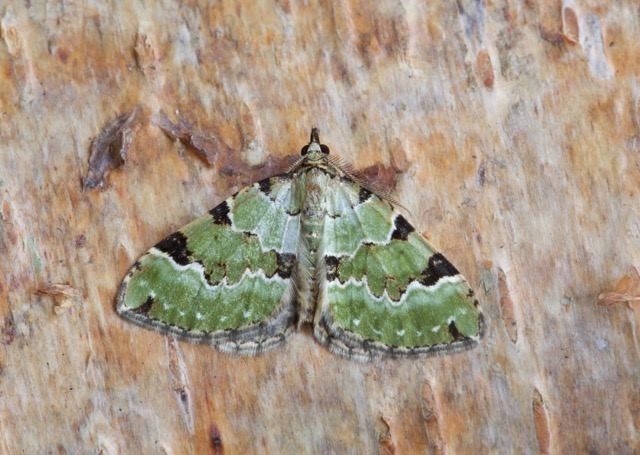 Colostygia pectinataria - Green Carpet, Woodside Nurseries, Austerfield.