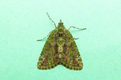Chloroclysta siterata - Red-green Carpet - Kirk Smeaton,
