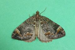 Chloroclysta truncata - Common Marbled Carpet - Kirk Smeaton