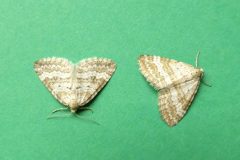 Paerizoma albulata - Grass Rivulet - Kirk Smeaton
