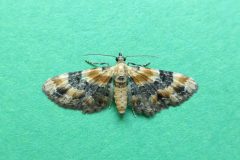 Eupithecia linariata - Toadflax Pug - Kirk Smeaton