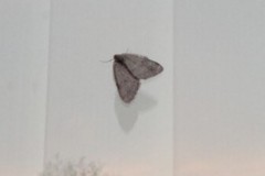 Epirrita dilutata - November moth, Cusworth Lane, Doncaster