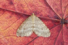 Operophtera brumata - Winter Moth, Woodside Nurseries, Austerfield.