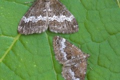 Perizoma affinitata - Rivulet and Perizoma alchemillata - Small Rivulet, Woodside Nurseries, Austerfield.