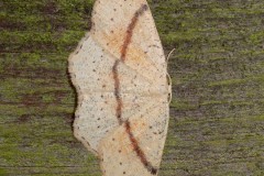 Cyclophora punctaria - Maiden's Blush - Kirk Smeaton
