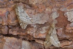 Alsophila aescularia - March Moth, Woodside Nurseries, Austerfield.
