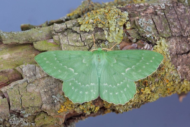Geometra papilionaria - Large Emerald, Woodside Nurseries, Austerfield.