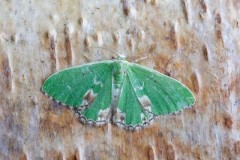 Comibaena bajularia - Blotched Emerald, Woodside Nurseries, Austerfield.