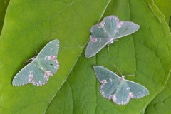 Comibaena bajularia - Blotched Emerald, Woodside Nurseries, Austerfield.