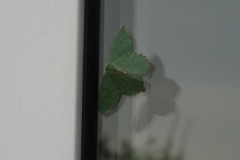 Hemithea aestivaria - Common Emerald, Cusworth Lane, Doncaster