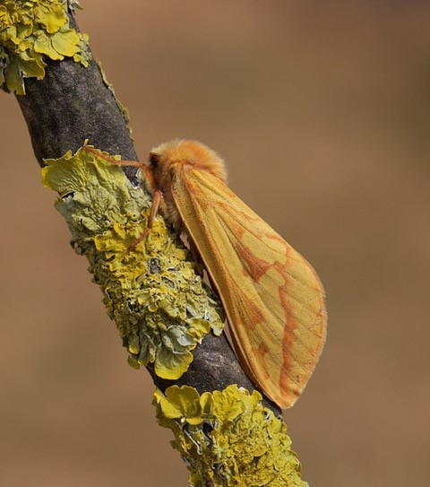 Hepialus humuli - Ghost Moth (female), Woodside Nurseries, Austerfield.
