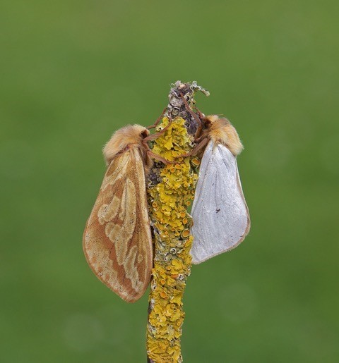 Hepialus humuli - Ghost Moth, (male and female), Woodside Nurseries, Austerfield.