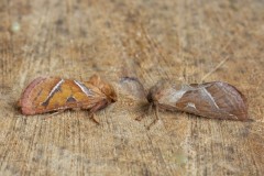 Triodia sylvina - Orange Swift, (male and female), Woodside Nurseries, Austerfield.