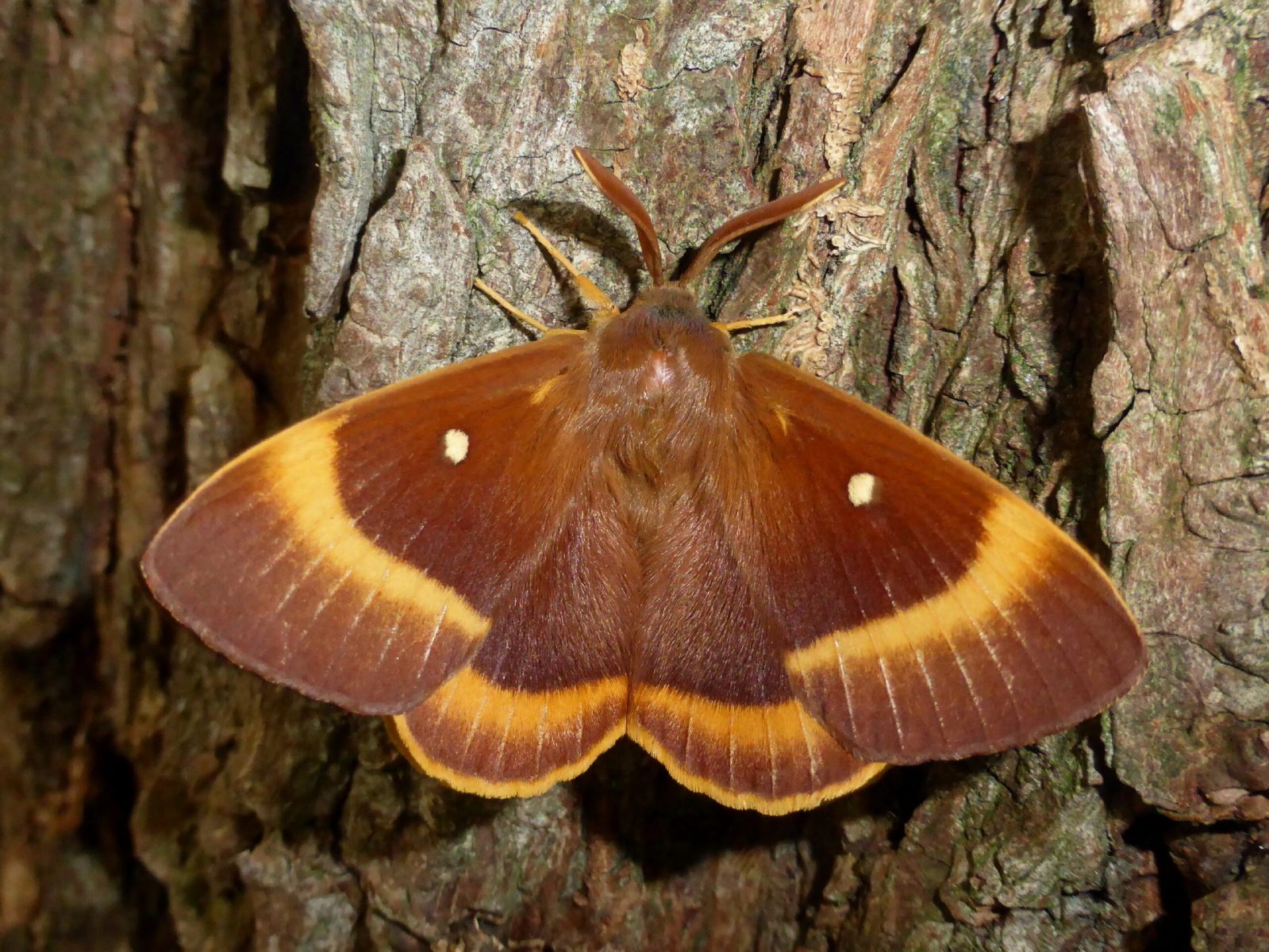 Lasiocampa quercus - Oak Eggar (male) - Kirk Smeaton