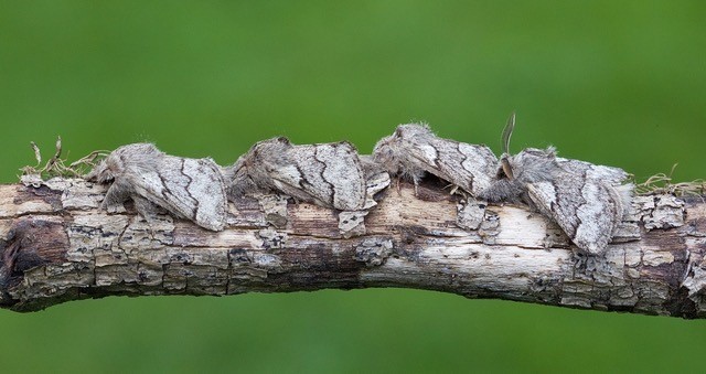 Trichiura crataegi - Pale Eggar, Woodside Nurseries, Austerfield.