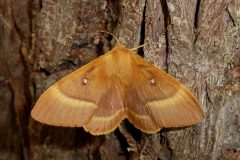 Lasiocampa quercus - Oak Eggar (female) - Kirk Smeaton