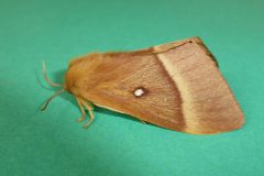 Lasiocampa quercus - Oak Eggar (female) - Kirk Smeaton