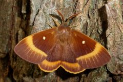 Lasiocampa quercus - Oak Eggar (male) - Kirk Smeaton