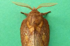 Euthrix potatotia - Drinker (male) - Kirk Smeaton