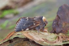 Poecilocampa populi - December Moth, Woodside Nurseries, Austerfield.