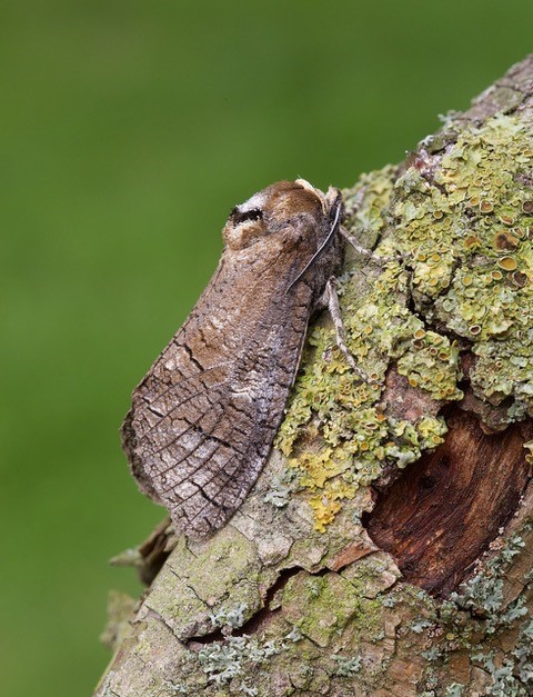 Cossus cossus - Goat Moth, Woodside Nurseries, Austerfield.
