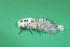 Zeuzera pyrina - Leopard Moth - Kirk Smeaton