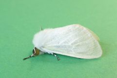Leucoma salicis - White Satin Moth - Kirk Smeaton.