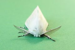 Leucoma salicis - White Satin Moth - Kirk Smeaton