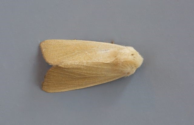 Arenostola phragmitidis - Fen Wainscot, Austerfield.