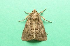 Thalpophila matura - Straw Underwing - Kirk Smeaton