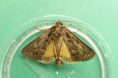 Thalpophila matura - Straw Underwing - Kirk Smeaton
