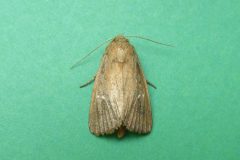 Archanara geminipuncta - Twin-spotted Wainscot - Kirk Smeaton