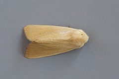 Arenostola phragmitidis - Fen Wainscot, Austerfield.