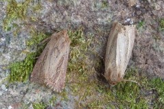 Nonagria typhae - Bulrush Wainscot, Austerfield.