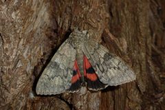 Catocala nupta - Red Underwing - Kirk Smeaton