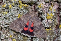 Catocala nupta - Red Underwing, Austerfield.