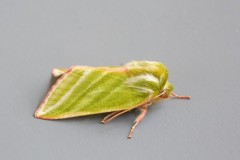 Pseudoips prasinana - Green Silver-lines, Austerfield.