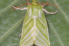 Pseudoips prasinana - Green Silver-lines.