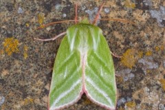 Pseudoips prasinana - Green Silver-lines, Austerfield.