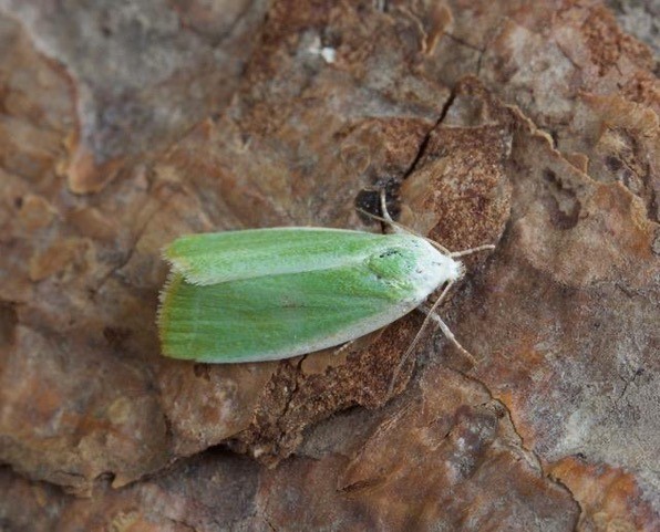 Earias clorana - Cream-bordered Green Pea, Austerfield.